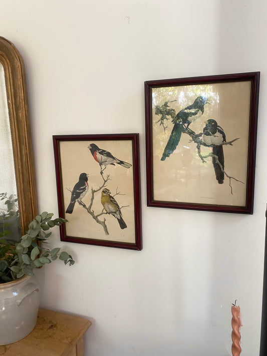 Paire de planches naturalistes vintage – Axel AMUCHÁSTEGUI – Oiseaux