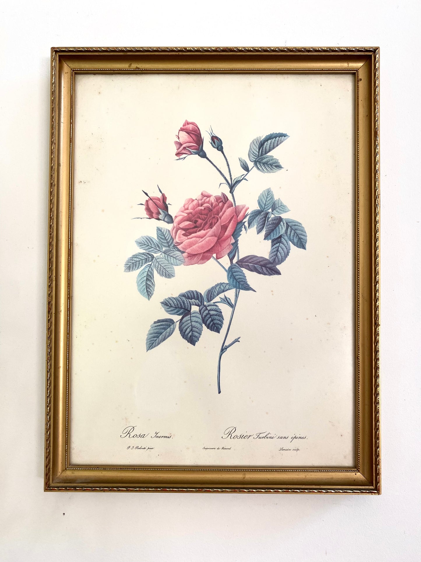 Illustration botanique ancienne