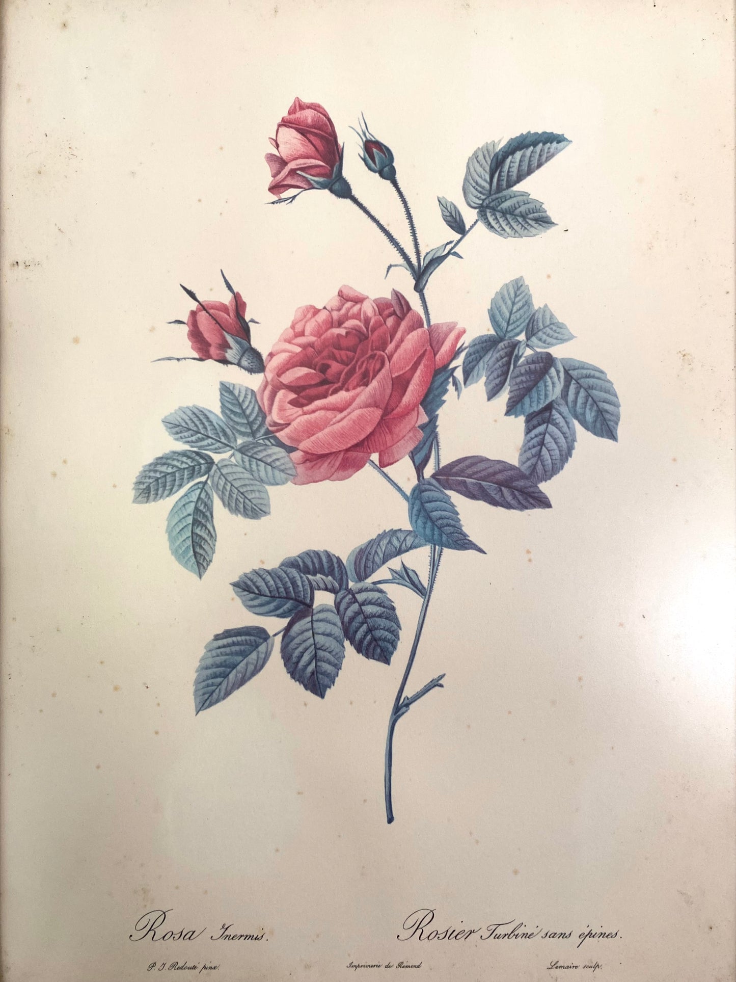 Illustration botanique ancienne