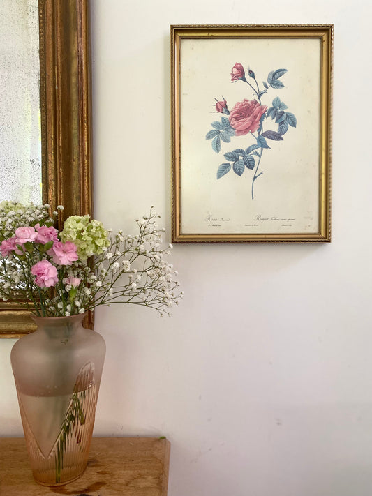 Gravure Botanique de Collection : "Rosa Inermis" par P.J. Redouté 1930